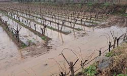 Sarıgöl'de bereketli yağmurlar yüzleri güldürdü