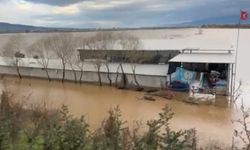 Sel sularının ortasındaki depoda mahsur kalan köpekler yürek burktu