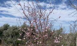 Yalancı bahar aldattı, badem ağaçları çiçek açtı