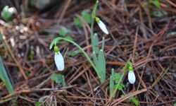 Spil'de kardelenler açtı, koparmanın cezası bir araba parası (ÖZEL HABER)