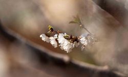 Beyaza bürünen kiraz ağaçları görsel şölen oluşturdu