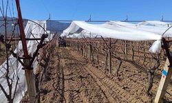 Sarıgöl'de üzüm bağları doluya karşı fileyle korunuyor