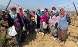 Yağışa teslim olan bağlar ayağa kalktı