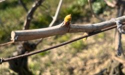 Bağlardaki erken uyanma çiftçiyi korkutuyor