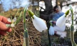 Baharın müjdecisi kardelenler 2. kez açtı