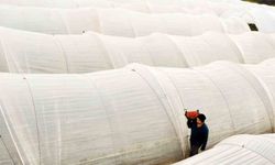 Köprübaşı çileği bu sene de çiftçinin yüzünü güldürdü