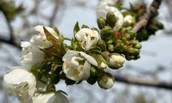 Salihli'de 'Monilya' tehlikesi