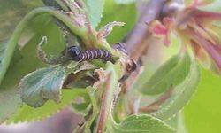 Salihli'de üreticiye kritik uyarı! Meyve ağaçlarında hastalık alarmı