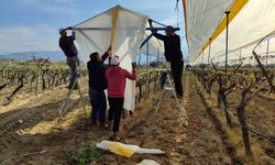 Üzümün başkentinde bağlar tüllerle kaplanıyor