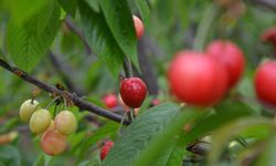 Kuzey Yarımkürenin İlk Kiraz Hasadı Manisa'da Yapıldı