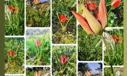 Spil'de Manisa Laleleri çiçek açtı