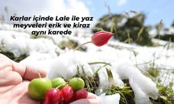 Baharı müjdeleyen laleler kar altında kaldı