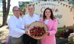 Osmancalı Çileği'nin ilk hasadı şenlikle yapıldı