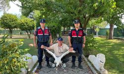 Yaralı leylek için seferber oldular