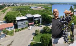 Manisa’da yaş üzüm hasadı başladı
