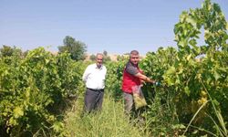 Manisa'da üzüm bağlarında hasat öncesi pestisit denetimi
