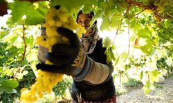 Şehzadeler'in bağbozumu fotoğraf karelerinde ölümsüzleşecek