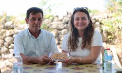 Yuntdağı'nda fıstık hasadı için geri sayım başladı