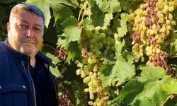 Sıcaklar üzümü yanma derecesine getiriyor