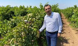 Üzüm 150 TL'nin altında olursa üretim durur