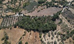 Manisa'da 500 yıllık mezarlıkta kapsamlı bakım çalışması
