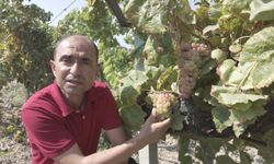 Bağcılara erken budama yapmayın uyarısı