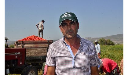 Salçalık domates 18 kuruşa düştü, çiftçi tepki gösterdi