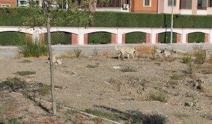 Sokak hayvanları mağdurları bitmek bilmiyor