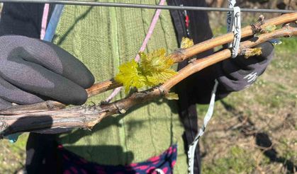 Bağlarda erken uyanış korkutuyor