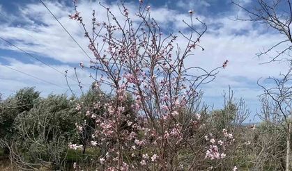 Yalancı bahar aldattı, badem ağaçları çiçek açtı