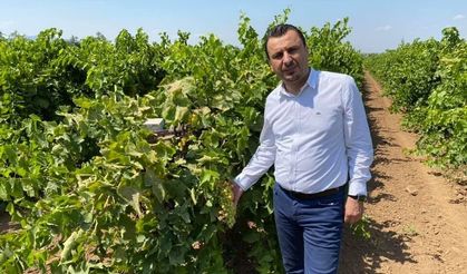 Üzüm 150 TL'nin altında olursa üretim durur