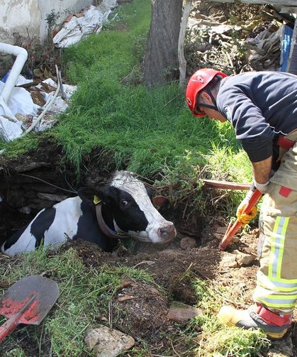 Kuyuya düşen 7 aylık gebe inek kurtarıldı