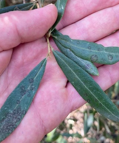 Salihli'de 'Halkalı leke' uyarısı