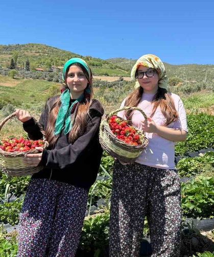 Salihli'de gönüllü gençler çilek hasadı yaptı