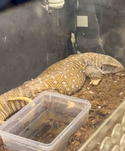 Manisa'da egzotik hayvan operasyonu: 61 yaban hayvanı kurtarıldı
