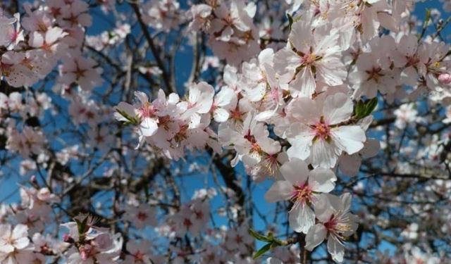 Kış görmeyen Manisa baharı yaşıyor
