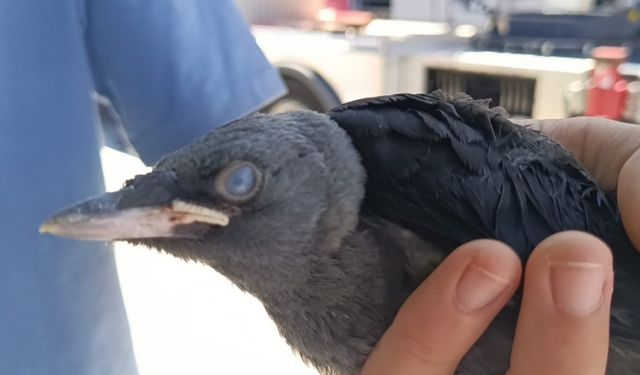 Kurtarılan yavru kuşlar onunla hayata tutunuyor
