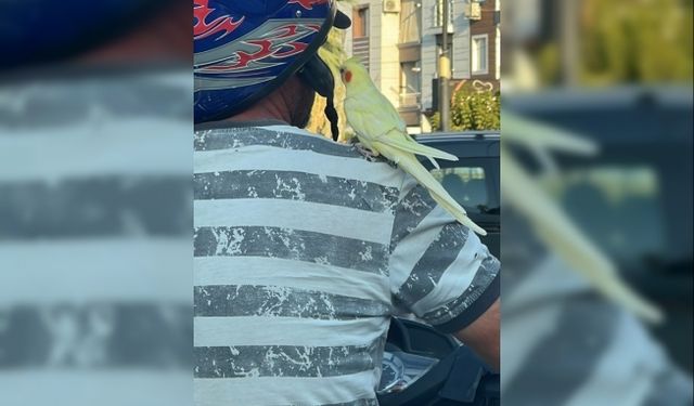 Omzunda papağanla motosikletli yolculuk