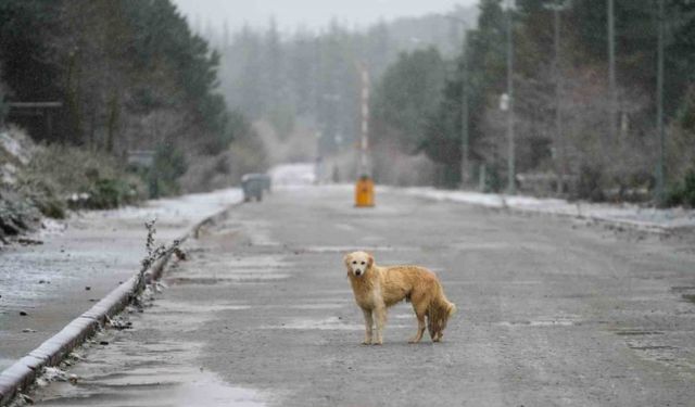Manisa Spil Dağı’na mevsimin ilk karı düştü