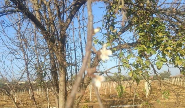 Manisa’da erik ağacı çiçek açtı