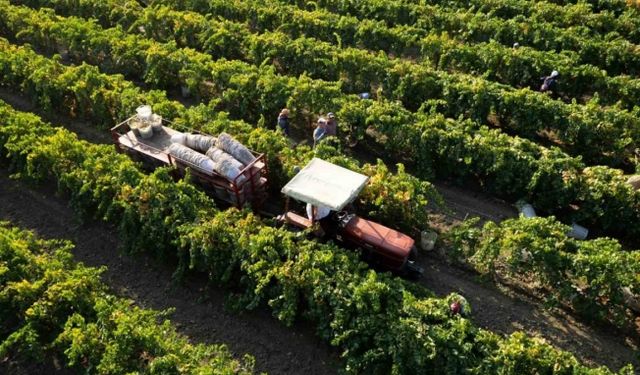 Manisa’nın Sultaniye üzümü ihracatta yüz güldürdü