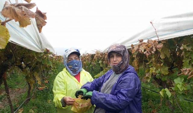 Sarıgöl’de yağmurda üzüm hasadı