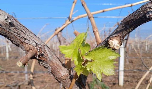 Yılın son günü üzüm bağı uyandı
