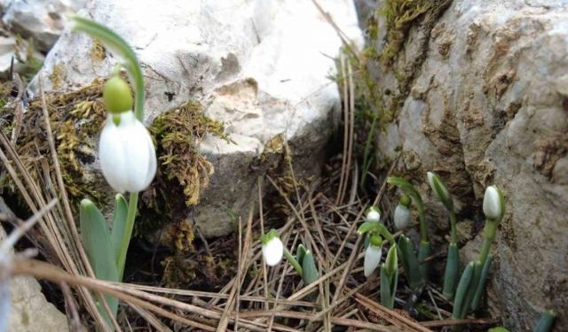 Kardelenler kar yokken çiçek açtı