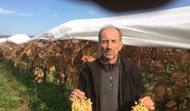 Manisa’da 6 aydır üzüm hasadı devam ediyor