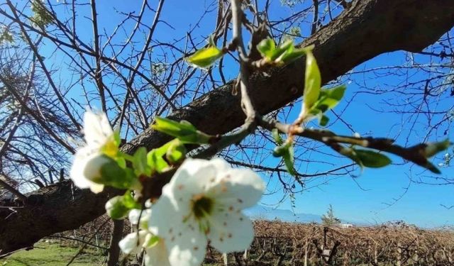 Manisa’ya yalancı bahar geldi ağaçlar çiçek açtı