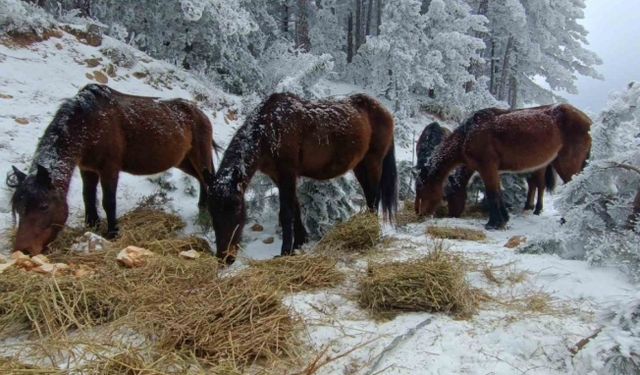Yaban hayatını unutmadılar