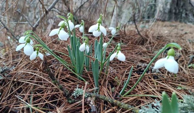 Kardelenler Spil Dağı’nda ikinci kez çiçek açtı
