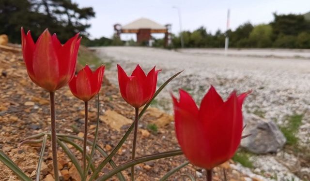 Lalenin anayurdu Orta Asya, kalbi Manisa’da