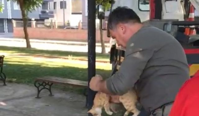 Manisa’da ağaçta mahsur kalan kedi kurtarıldı